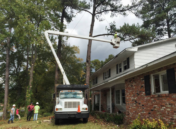 Best Storm Damage Tree Cleanup  in Stottville, NY