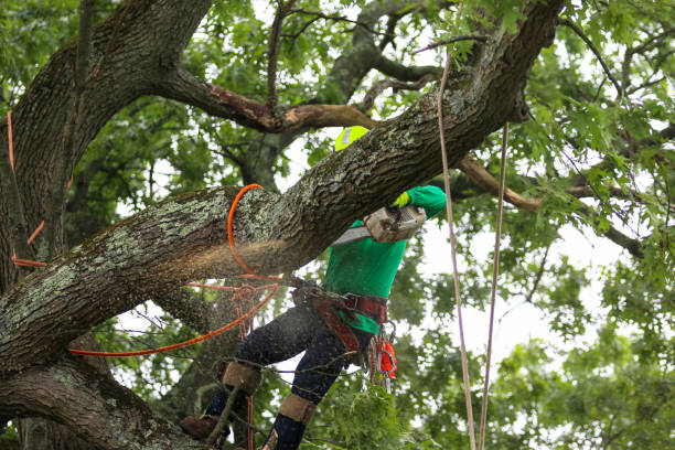 Trusted Stottville, NY Tree Removal Services Experts