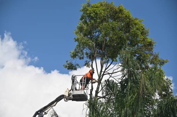 Best Hazardous Tree Removal  in Stottville, NY