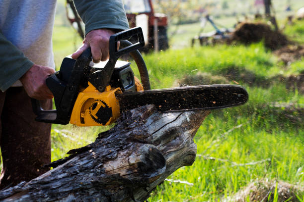 How Our Tree Care Process Works  in  Stottville, NY