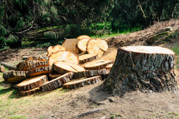 Best Tree Trimming and Pruning  in Stottville, NY